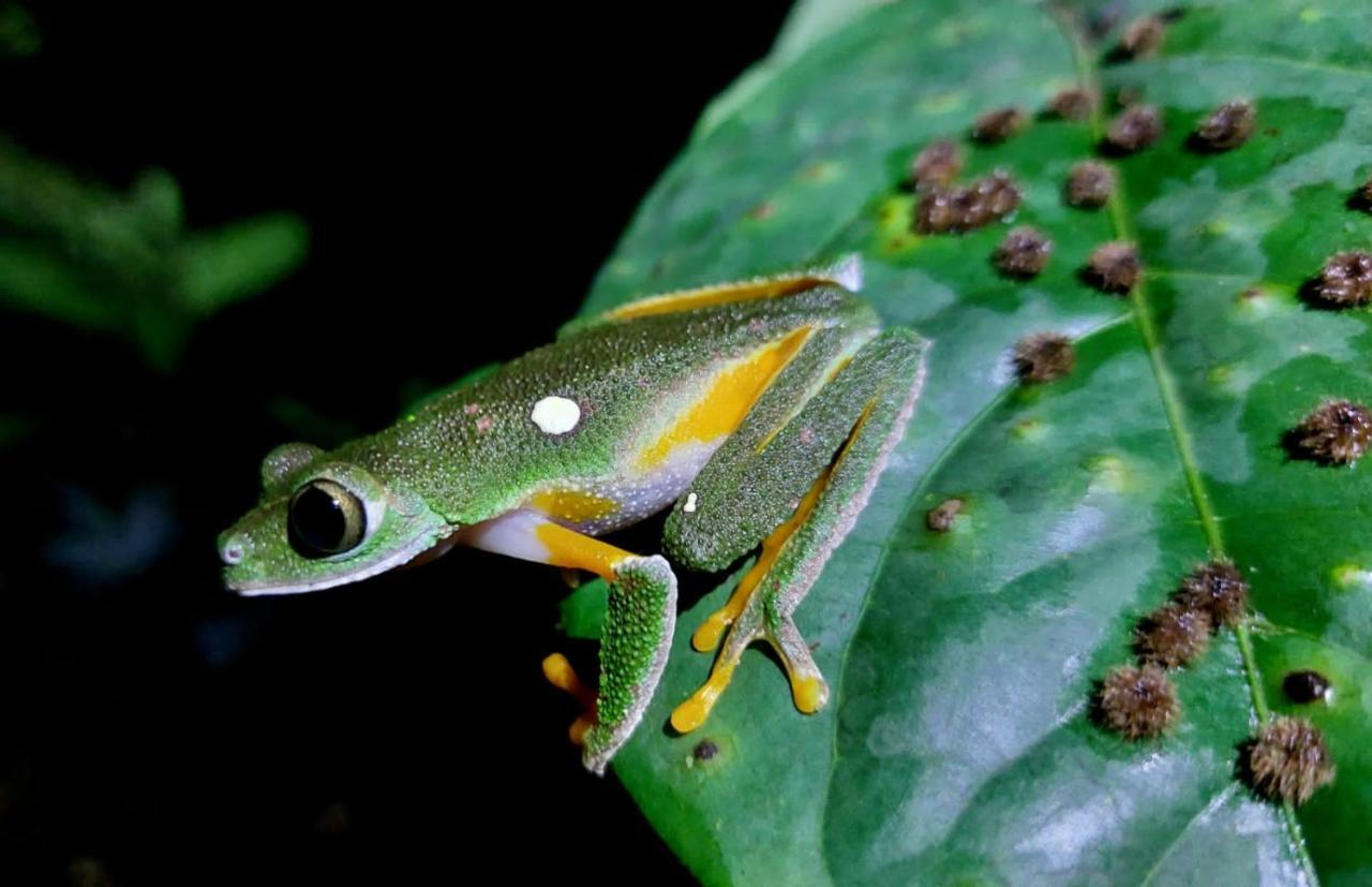 Wild Wasi Lodge - Adventures - Guided Tours Puyo Exterior foto
