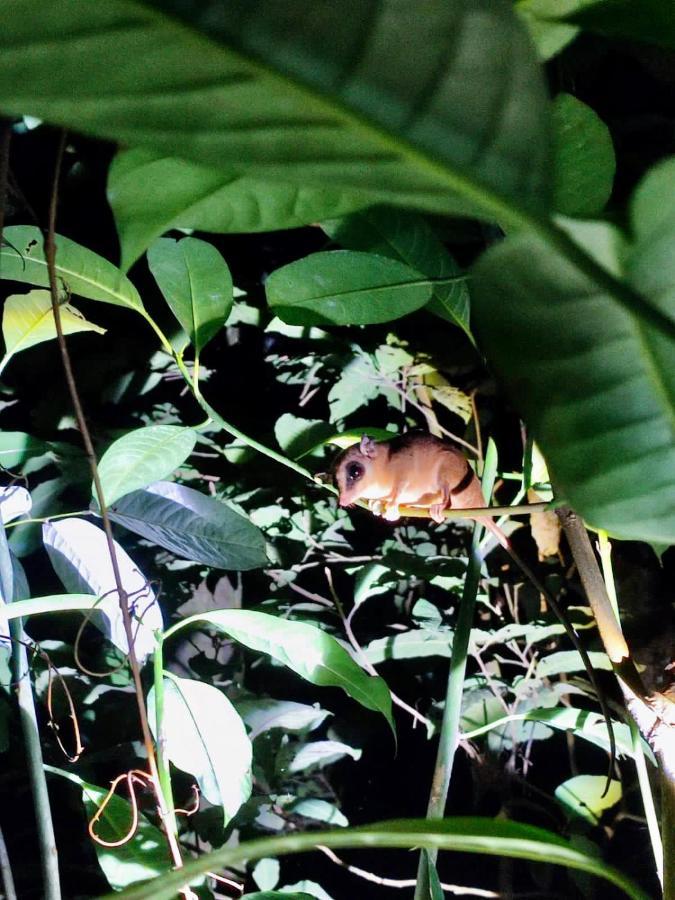 Wild Wasi Lodge - Adventures - Guided Tours Puyo Exterior foto