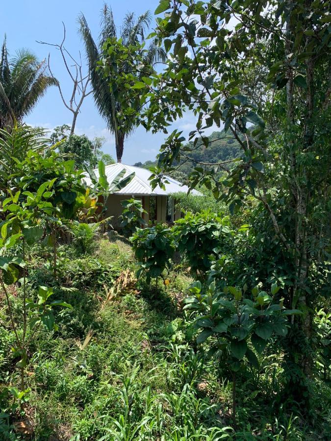 Wild Wasi Lodge - Adventures - Guided Tours Puyo Exterior foto