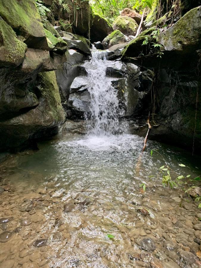 Wild Wasi Lodge - Adventures - Guided Tours Puyo Exterior foto