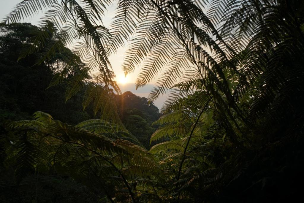 Wild Wasi Lodge - Adventures - Guided Tours Puyo Exterior foto
