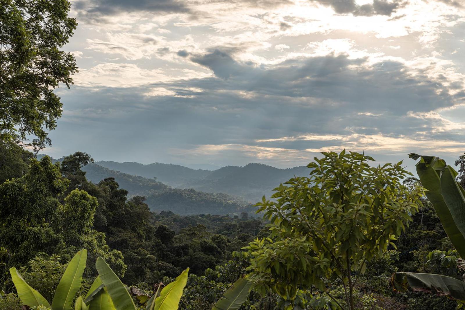 Wild Wasi Lodge - Adventures - Guided Tours Puyo Exterior foto